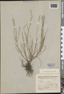 Alopecurus aequalis Sobol., Siberia, Western Siberia (S1) (Russia)