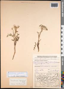 Peucedanum puberulum (Turcz.) Turcz. ex Schischk., Mongolia (MONG) (Mongolia)