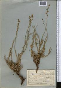 Limonium suffruticosum (L.) Kuntze, Middle Asia, Muyunkumy, Balkhash & Betpak-Dala (M9) (Kazakhstan)