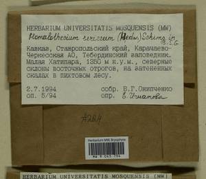 Homalothecium sericeum (Hedw.) Schimp., Bryophytes, Bryophytes - North Caucasus & Ciscaucasia (B12) (Russia)