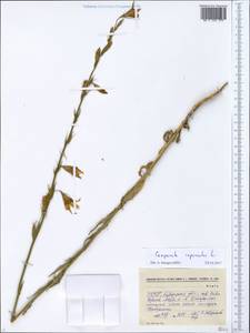Campanula rapunculus L., Eastern Europe, South Ukrainian region (E12) (Ukraine)