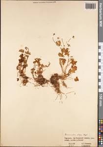 Ranunculus afghanicus Aitch. & Hemsl., Middle Asia, Western Tian Shan & Karatau (M3) (Kyrgyzstan)
