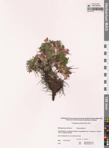 Caragana jubata (Pall.) Poir., Siberia, Chukotka & Kamchatka (S7) (Russia)