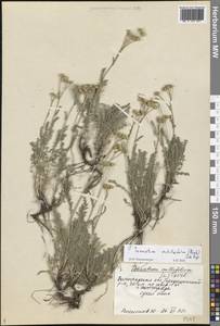 Tanacetum millefolium (L.) Tzvelev, Eastern Europe, Lower Volga region (E9) (Russia)