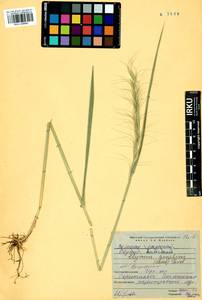 Elymus gmelinii (Trin.) Tzvelev, Siberia, Baikal & Transbaikal region (S4) (Russia)