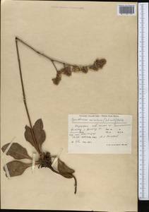 Goniolimon eximium (Schrenk) Boiss., Middle Asia, Northern & Central Tian Shan (M4) (Kazakhstan)