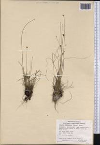 Juncus albescens (Lange) Fern., America (AMER) (Canada)