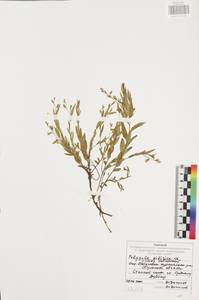 Polygala sibirica L., Eastern Europe, Central region (E4) (Russia)