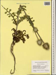 Dipsacus laciniatus L., Caucasus, Black Sea Shore (from Novorossiysk to Adler) (K3) (Russia)