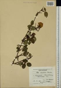 Rosa gallica L., Eastern Europe, Moldova (E13a) (Moldova)