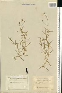 Stellaria palustris (Murray ex Ehrh.) Hoffm., Eastern Europe, Latvia (E2b) (Latvia)