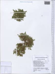 Herniaria hirsuta, Middle Asia, Western Tian Shan & Karatau (M3) (Kyrgyzstan)