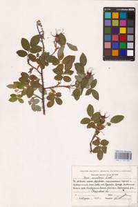 Rosa acicularis Lindl., Eastern Europe, Eastern region (E10) (Russia)