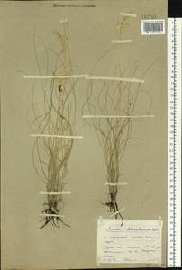 Helictotrichon desertorum (Less.) Pilg., Siberia, Western Siberia (S1) (Russia)