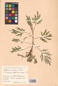 Artemisia rubripes Nakai, Eastern Europe, North Ukrainian region (E11) (Ukraine)