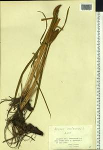 Acorus calamus L., Siberia, Russian Far East (S6) (Russia)