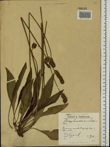 Plantago lanceolata L., Eastern Europe, Northern region (E1) (Russia)