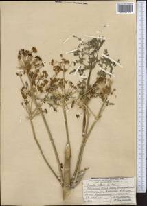 Ferula kelleri Koso-Pol., Middle Asia, Northern & Central Tian Shan (M4) (Kazakhstan)