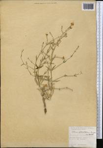 Silene odoratissima Bunge, Middle Asia, Syr-Darian deserts & Kyzylkum (M7) (Kazakhstan)