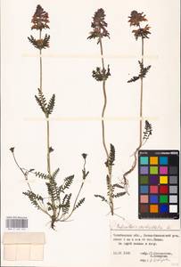 MHA 0 162 342, Pedicularis verticillata, Eastern Europe, Eastern region (E10) (Russia)