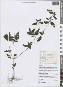 Eleutheranthera ruderalis (Sw.) Sch. Bip., South Asia, South Asia (Asia outside ex-Soviet states and Mongolia) (ASIA) (Vietnam)