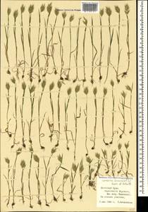 Eremopyrum orientale (L.) Jaub. & Spach, Crimea (KRYM) (Russia)