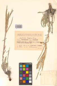 Matthiola fragrans (Fisch.) Bunge, Eastern Europe, Lower Volga region (E9) (Russia)
