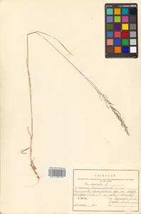 Poa nemoralis L., Siberia, Russian Far East (S6) (Russia)