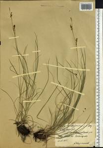 Carex pediformis C.A.Mey., Siberia, Russian Far East (S6) (Russia)