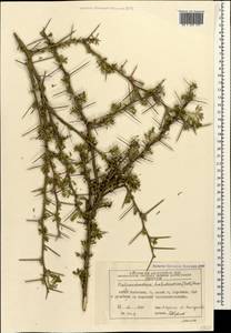 Caragana halodendron (Pall.) Dum.Cours., Caucasus, Azerbaijan (K6) (Azerbaijan)