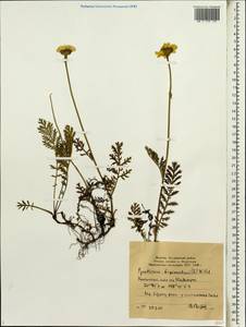 Tanacetum bipinnatum (L.) Sch. Bip., Siberia, Yakutia (S5) (Russia)