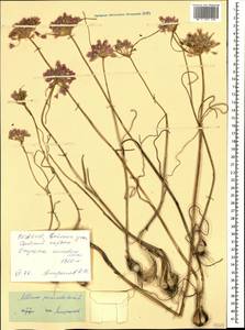Allium paniculatum L., Caucasus, North Ossetia, Ingushetia & Chechnya (K1c) (Russia)