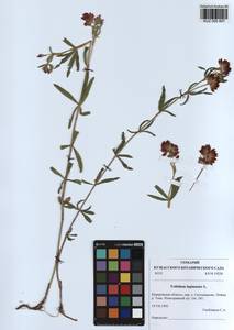 KUZ 000 857, Trifolium lupinaster L., Siberia, Altai & Sayany Mountains (S2) (Russia)