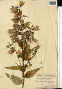 Campanula trachelium L., Eastern Europe, Moscow region (E4a) (Russia)