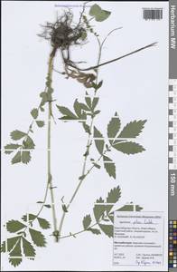 Agrimonia pilosa Ledeb., Siberia, Western Siberia (S1) (Russia)