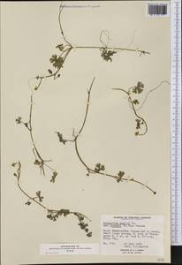 Ranunculus gmelinii DC., America (AMER) (Canada)