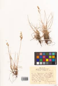 Festuca rubra L., Siberia, Russian Far East (S6) (Russia)