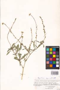 Rapistrum rugosum (L.) All., Eastern Europe, Moscow region (E4a) (Russia)