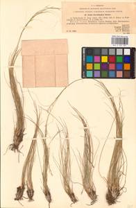 Stipa korshinskyi Roshev., Eastern Europe, Eastern region (E10) (Russia)