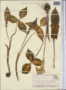Arisaema triphyllum (L.) Schott, America (AMER) (United States)