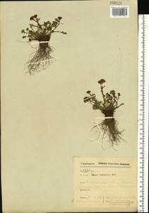 Packera heterophylla (Fisch.) E. L. Wiebe, Eastern Europe, Northern region (E1) (Russia)