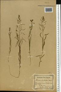 Thesium ebracteatum Hayne, Eastern Europe, North Ukrainian region (E11) (Ukraine)