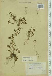 Lythrum portula (L.) D. A. Webb, Eastern Europe, Northern region (E1) (Russia)