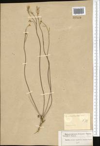 Erysimum siliculosum (M. Bieb.) DC., Middle Asia, Muyunkumy, Balkhash & Betpak-Dala (M9) (Kazakhstan)