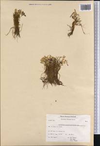 Epilobium anagallidifolium Lam., America (AMER) (Greenland)