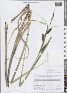 Carex riparia Curtis, Eastern Europe, Central forest region (E5) (Russia)