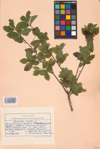 Lonicera nigra L., Eastern Europe, West Ukrainian region (E13) (Ukraine)