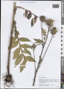 Serratula coronata L., Eastern Europe, Central forest-and-steppe region (E6) (Russia)