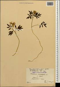 Cardamine abchasica Govaerts, Caucasus, South Ossetia (K4b) (South Ossetia)