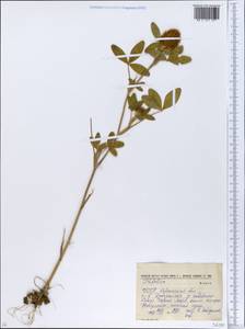 Trifolium, Eastern Europe, South Ukrainian region (E12) (Ukraine)